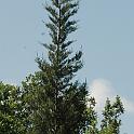 DayD - 62